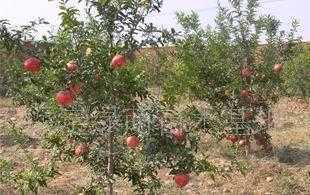 供應適合北方種植的果樹，助力北方特色水果產業發展