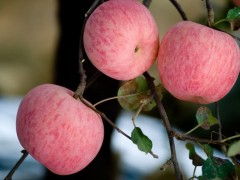 庫藏紅富士蘋果——棲霞市正揚果品商貿公司優(yōu)質水果銷售